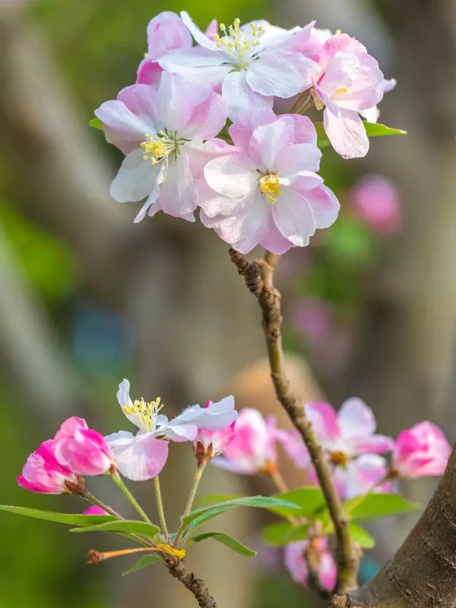সৌন্দর্য বাড়াতে আপনার গার্ডেনে এই 4টি বর্ডার flowers plant লাগান।